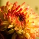 A detailed macro shot capturing the vivid colors of a chrysanthemum in full bloom.